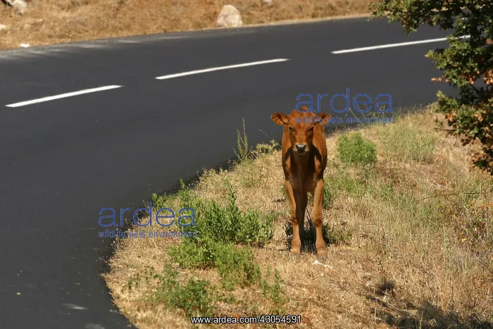 : Calf in the desert of Agriates The Balagne Corsica France : Calf in the desert of Agriates The Balagne Corsica France