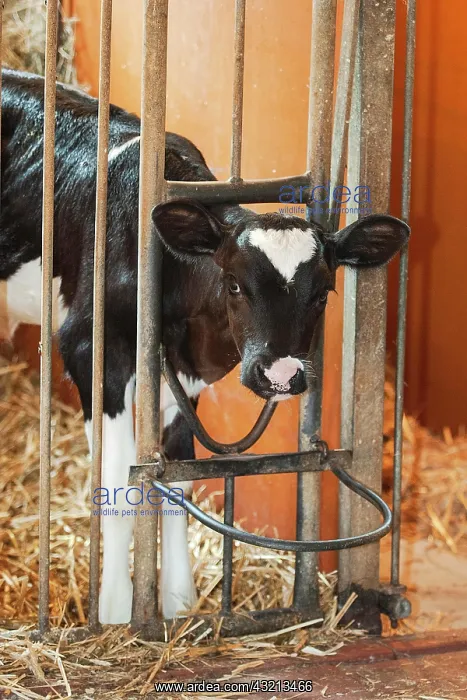 : Calf feeding with milk : Calf feeding with milk
