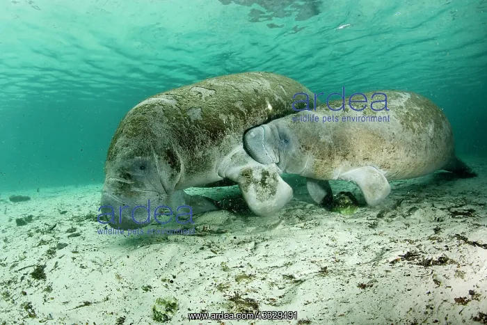 : Calf Manatee sucking milk from mother, Florida manatee, Tri : Calf Manatee sucking milk from mother, Florida manatee, Tri