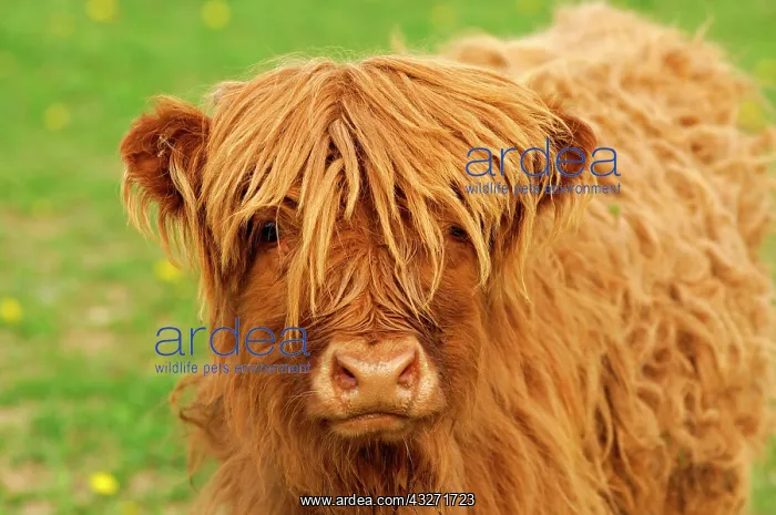 : Calf, red-brown Scottish Highland Cattle, Kyloe : Calf, red-brown Scottish Highland Cattle, Kyloe
