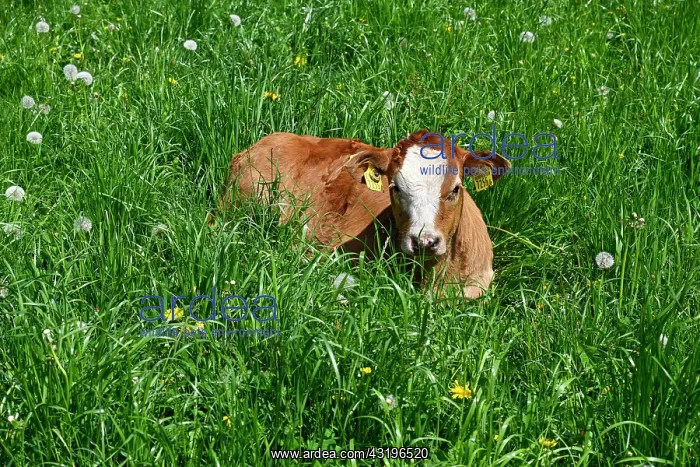 : Calf red spot x Limousin : Calf red spot x Limousin