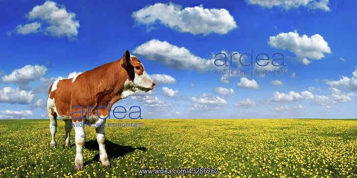 : Calf standing on a meadow with dandelions against : Calf standing on a meadow with dandelions against
