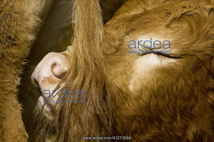 : Calf in the tail of another and closing his eyes France : Calf in the tail of another and closing his eyes France