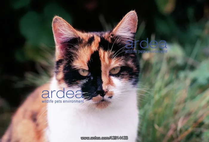  : Calico Cat