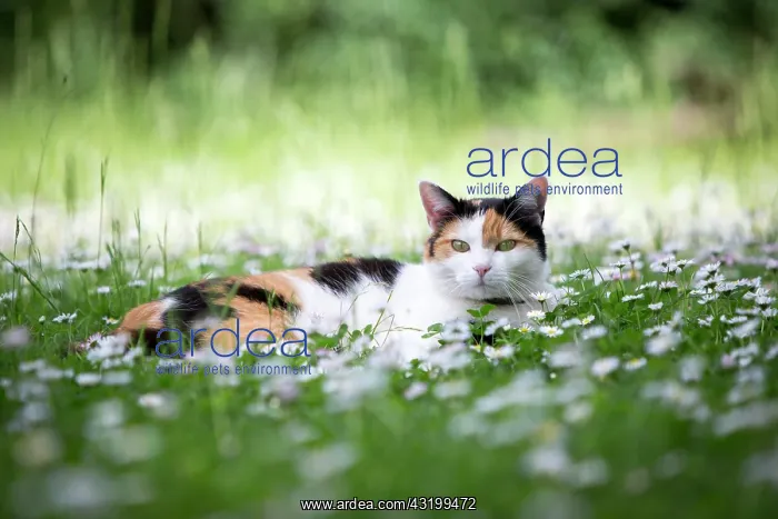 : Calico cat (Felis silvestris catus) lying in a meadow : Calico cat (Felis silvestris catus) lying in a meadow
