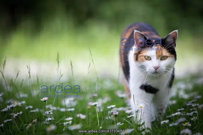 : Calico cat (Felis silvestris catus) walking through : Calico cat (Felis silvestris catus) walking through