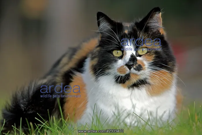 : Calico Cat female, in grass, portrait : Calico Cat female, in grass, portrait