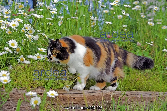 : Calico Cat - female hunting in flower garden : Calico Cat - female hunting in flower garden