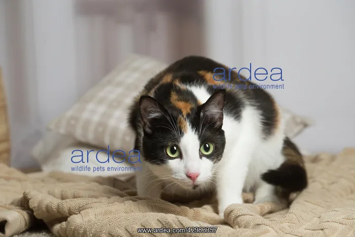 : Calico cat indoors : Calico cat indoors