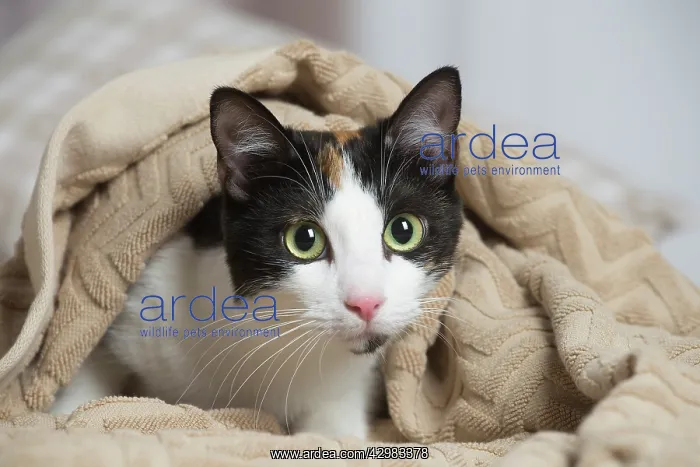 : Calico cat indoors : Calico cat indoors