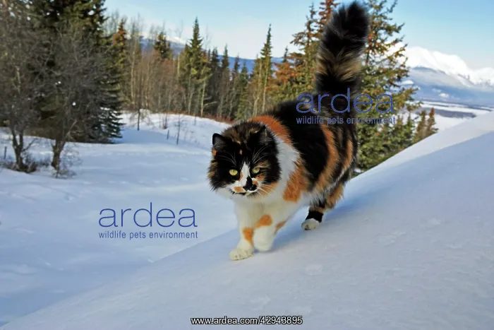 : Calico female cat walking high up on house roof : Calico female cat walking high up on house roof