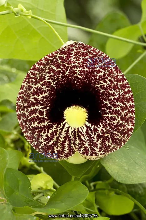 : calico flower (Aristolochia littoralis). Syn. : : calico flower (Aristolochia littoralis). Syn. :