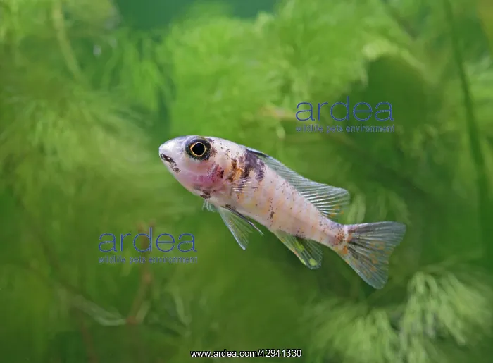 : Calico peacock - side view, tropical freshwater : Calico peacock - side view, tropical freshwater
