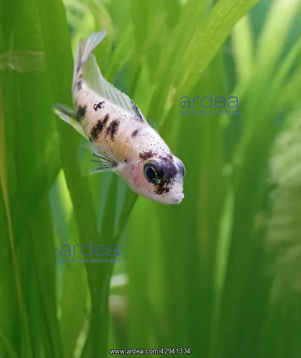 : Calico peacock - front view, tropical freshwater : Calico peacock - front view, tropical freshwater