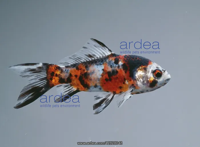 : Calico SHUBUNKIN FISH / Goldfish : Calico SHUBUNKIN FISH / Goldfish