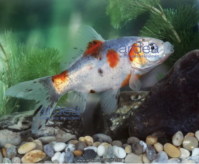 : Calico SHUBUNKIN FISH / Goldfish : Calico SHUBUNKIN FISH / Goldfish