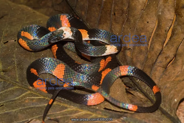: Calico Snake : Calico Snake