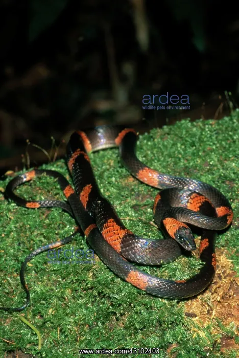 : Calico Snake : Calico Snake