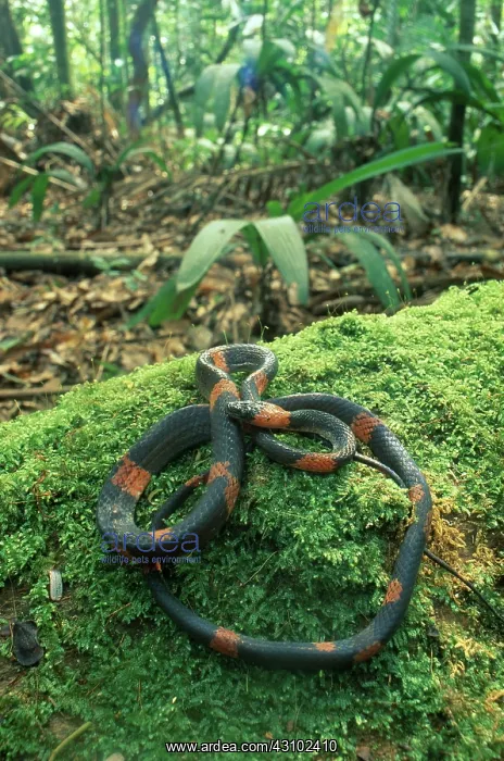 : Calico Snake : Calico Snake