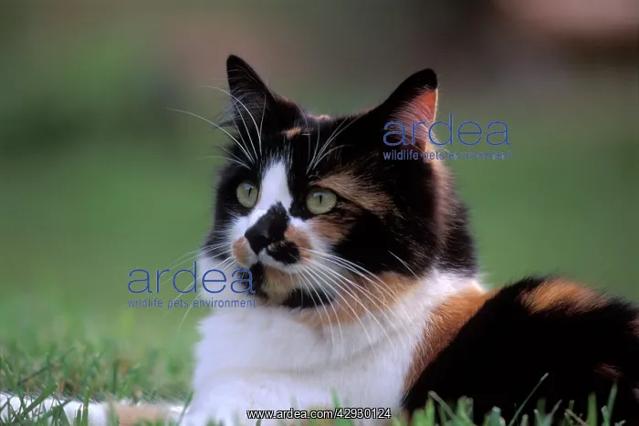 : Calico / Tortoiseshell Cat - female sitting in : Calico / Tortoiseshell Cat - female sitting in