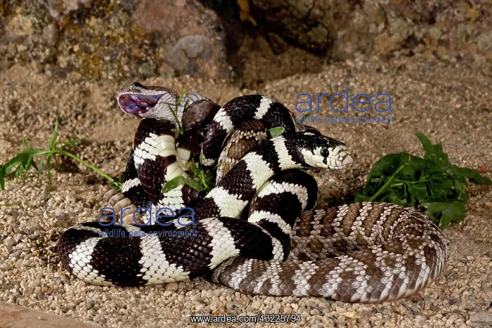 : Calif. Kingsnake eating Pacific Rattlesnake : Calif. Kingsnake eating Pacific Rattlesnake