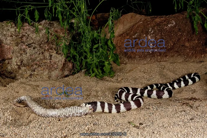 : Calif. Kingsnake eating Pacific Rattlesnake : Calif. Kingsnake eating Pacific Rattlesnake