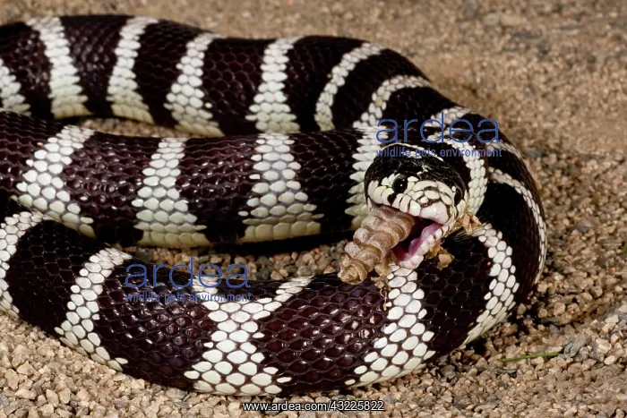 : Calif. Kingsnake eating Pacific Rattlesnake : Calif. Kingsnake eating Pacific Rattlesnake
