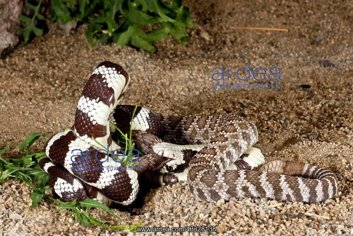 : Calif. Kingsnake eating Pacific Rattlesnake : Calif. Kingsnake eating Pacific Rattlesnake