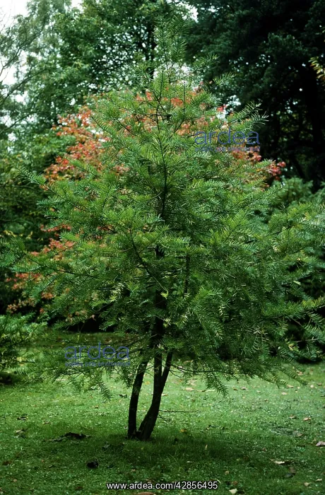 : Califonia Nutmeg Tree : Califonia Nutmeg Tree