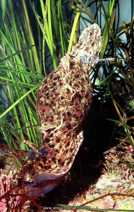 : Califonia Sea Hare Nudibranch : Califonia Sea Hare Nudibranch