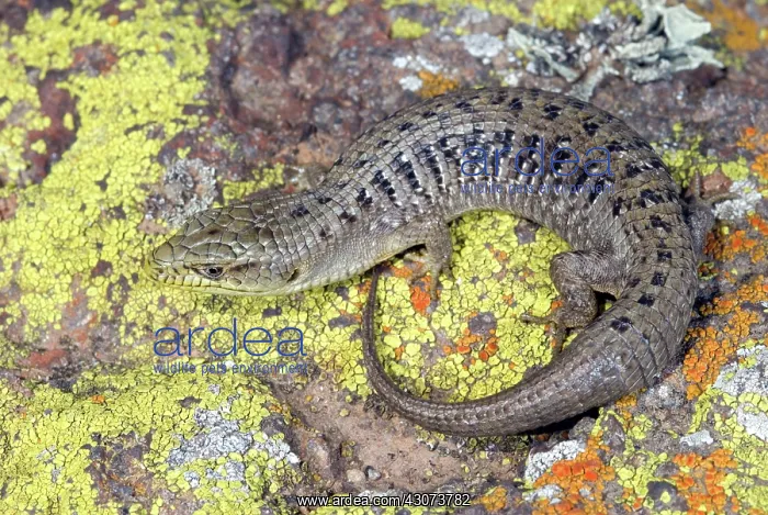 : California Alligator Lizard : California Alligator Lizard
