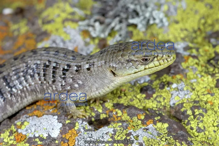 : California Alligator Lizard : California Alligator Lizard