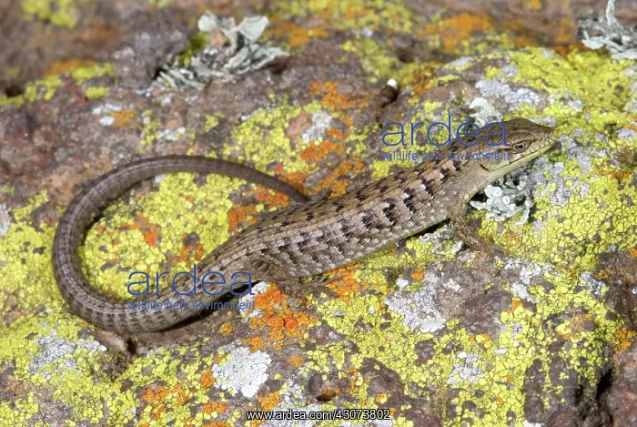  : California Alligator Lizard