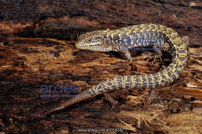 : California Alligator Lizard : California Alligator Lizard
