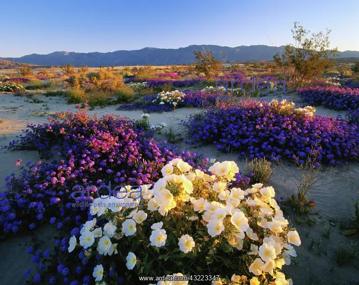 : California, Anza Borrego Desert State Park : California, Anza Borrego Desert State Park