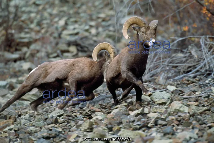 : California Bighorn SHEEP- Rams, dominance behavior : California Bighorn SHEEP- Rams, dominance behavior
