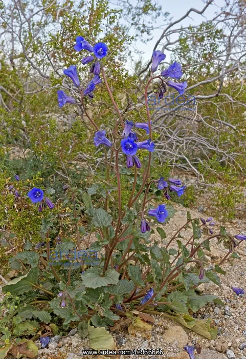 : California Bluebell / Desert Bluebell / Desertbells : California Bluebell / Desert Bluebell / Desertbells