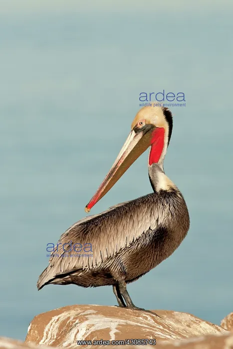 : California Brown Pelican : California Brown Pelican