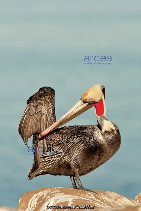: California Brown Pelican : California Brown Pelican