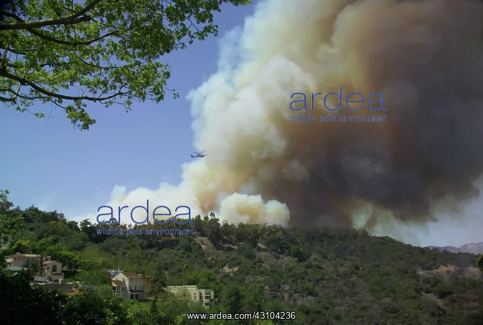 : California Brush Fire : California Brush Fire