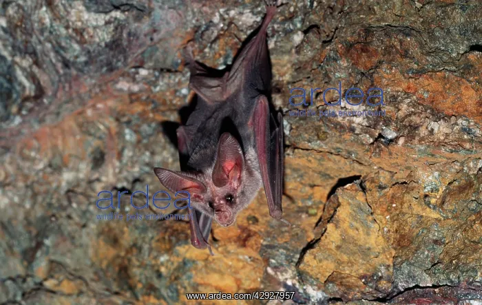 : California / Californian Leaf-nosed BAT : California / Californian Leaf-nosed BAT