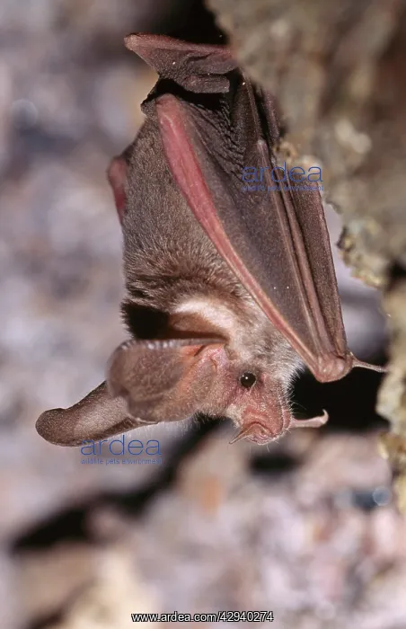 : California / Californian Leaf-nosed BAT : California / Californian Leaf-nosed BAT