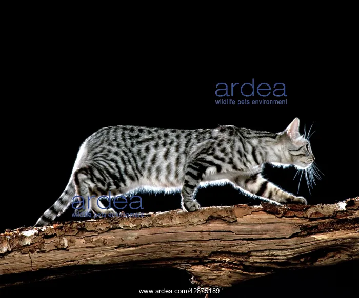 : California / Californian Spangled Cat : California / Californian Spangled Cat