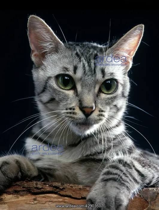  : California  /  Californian Spangled Cat