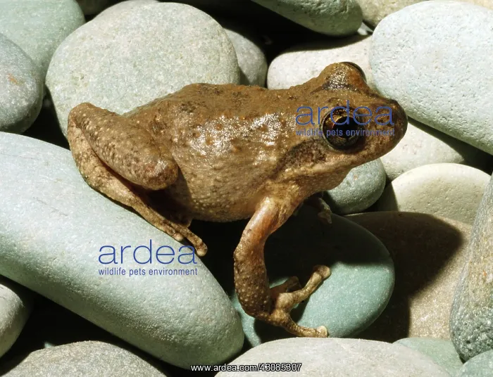 : California Chorus Frog : California Chorus Frog