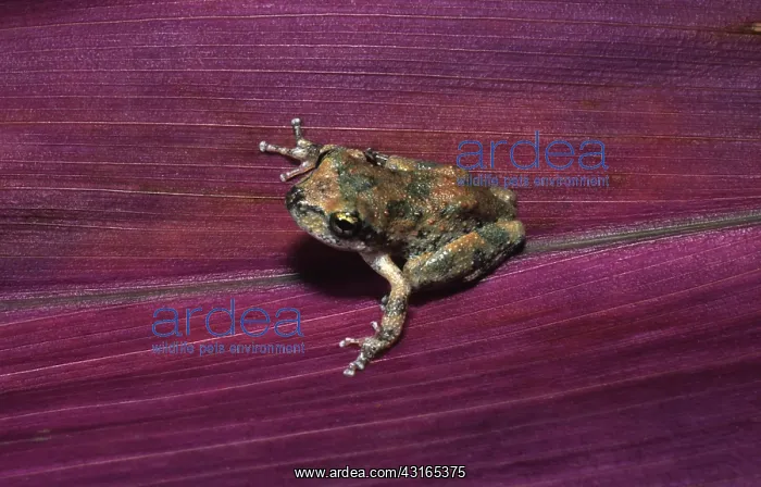 : California Chorus Frog : California Chorus Frog