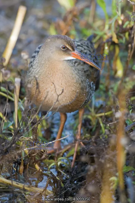 : California Clapper Rail : California Clapper Rail