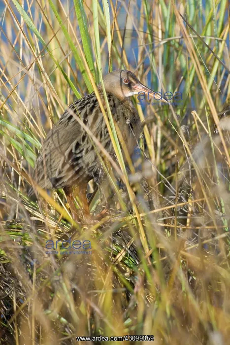 : California Clapper Rail : California Clapper Rail
