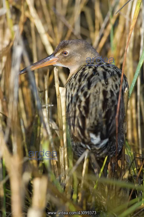 : California Clapper Rail : California Clapper Rail