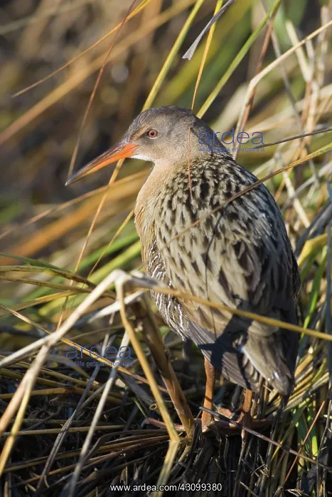 : California Clapper Rail : California Clapper Rail